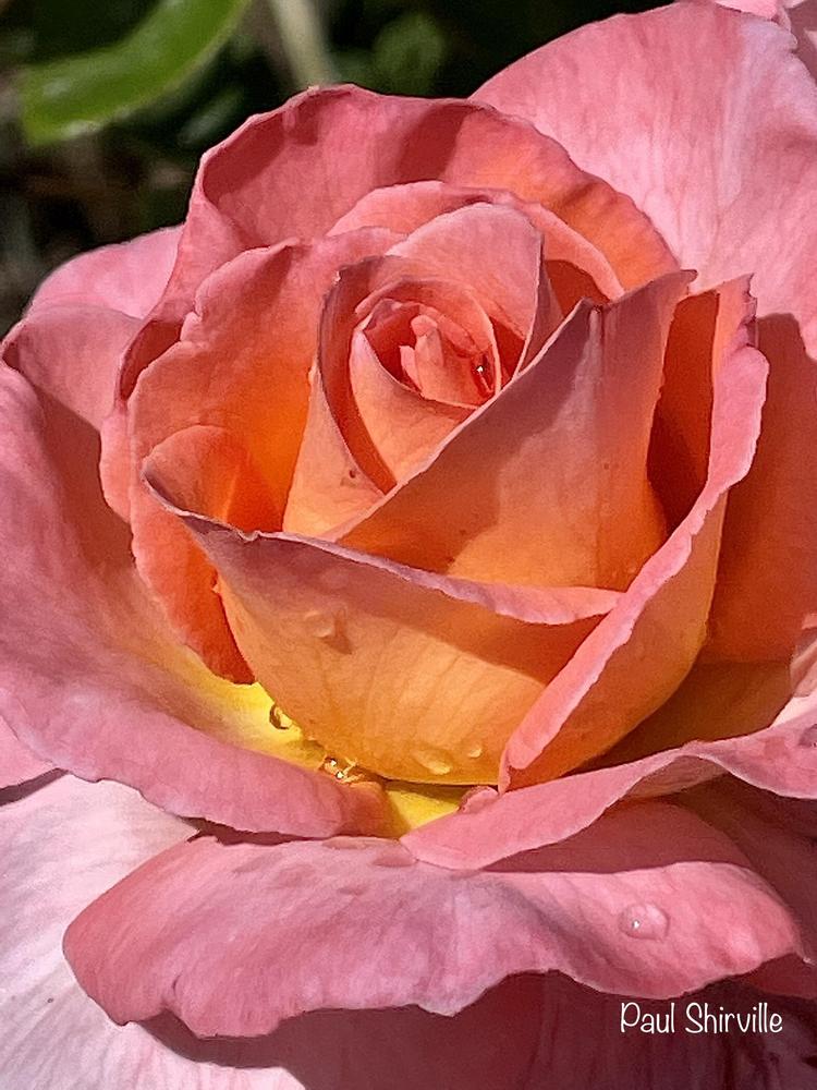 Photo of Rose (Rosa 'Paul Shirville') uploaded by RachaelHunter