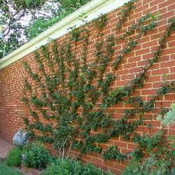 Location: In a client's garden in Oklahoma City, OK
Date: 2018-05-11
Espaliered  Sargent's Crabapple