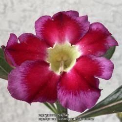 Location: Tampa, Florida
Date: 2022-02-26
First bloom of my adenium.