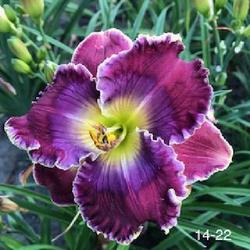 Location: Murtaugh, ID
Photo is courtesy of Bx Butte Daylilies who owns rights hereto