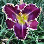 Photo is courtesy of Bx Butte Daylilies who owns rights hereto