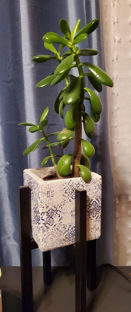 Photo of Jade Plant (Crassula ovata) uploaded by MONTANALisa