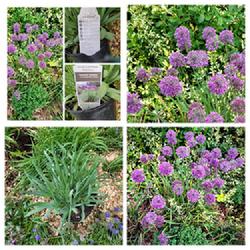 Location: Ann Arbor, Michigan
Date: 2021-05-10
Lavender Bubbles, Ornamental Allium, May-Aug, COLLAGE