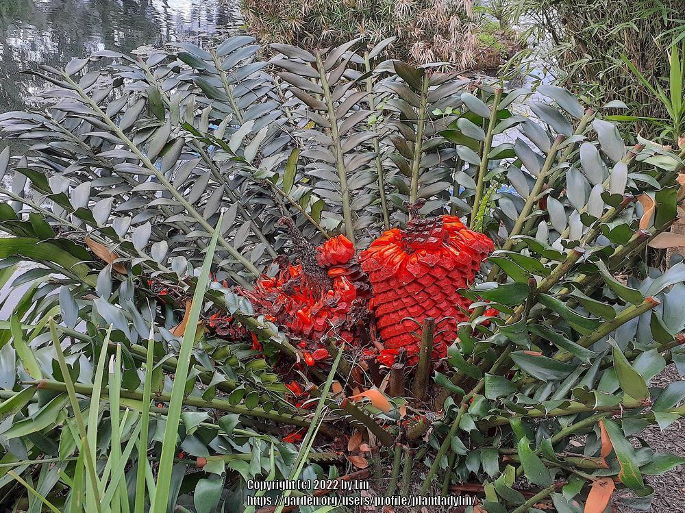 Photo of Cycad (Encephalartos) uploaded by plantladylin