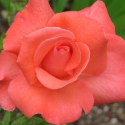 Location: charlottetown, pei, canada
Date: july15 2021
rosa ,"Touch of Class" ,beautiful colour on an older variety.
