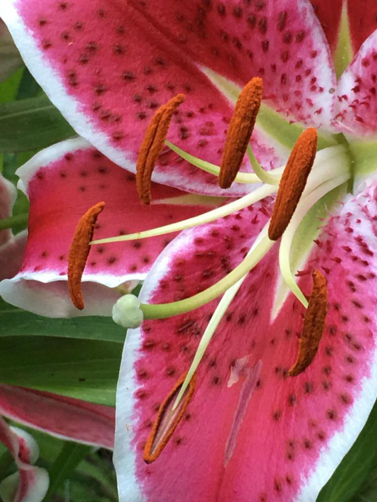 Photo of Oriental Lily (Lilium 'Star Gazer') uploaded by antsinmypants