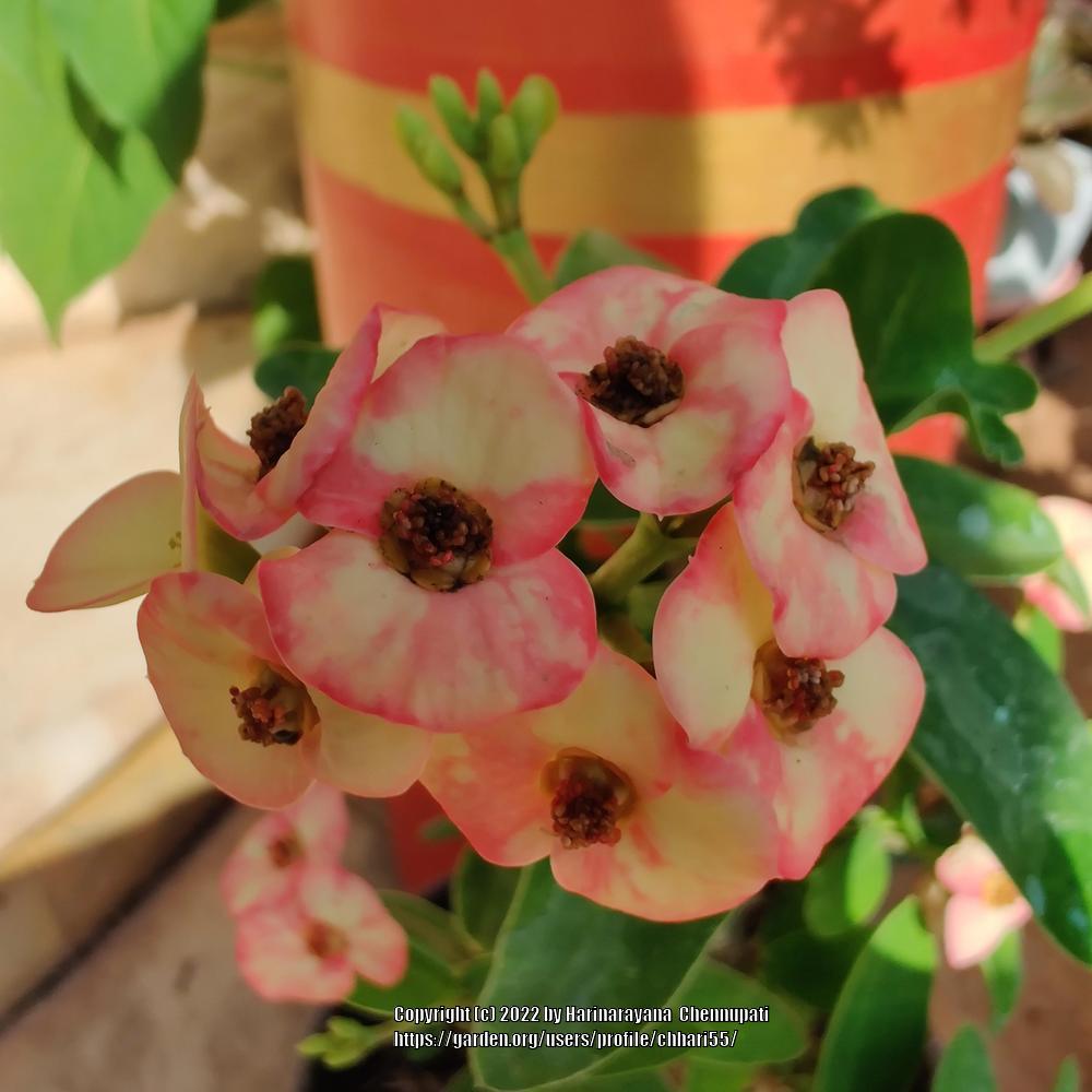 Photo of Crown of Thorns (Euphorbia milii) uploaded by chhari55