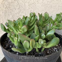 Location: Tampa, Florida
Date: 2022-03-04
Repotted my rescue / clearance Jade Spoon aka Jade ‘Hobbit’