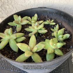 Location: Tampa, Florida
Date: 2022-03-04
Repotted my rescue / clearance Sedum Lime Gold.
