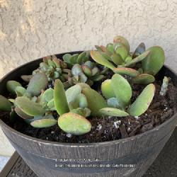 Location: Tampa, Florida
Date: 2022-03-04
Repotted my rescue / clearance Crassula Platyphylla.
