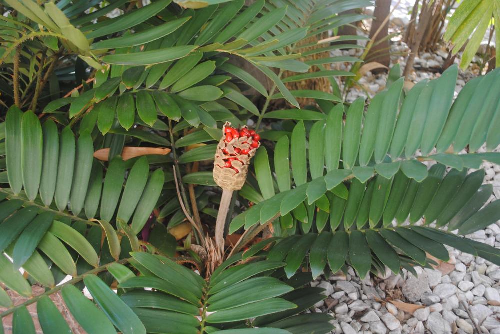 Photo of Cardboard Palm (Zamia furfuracea) uploaded by ILPARW