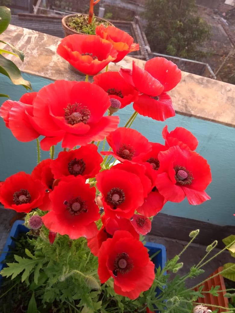 Photo of Poppies (Papaver) uploaded by Debleena