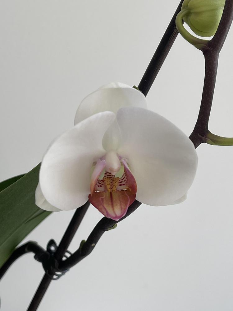 Photo of Moth Orchid (Phalaenopsis) uploaded by ECHOooooo