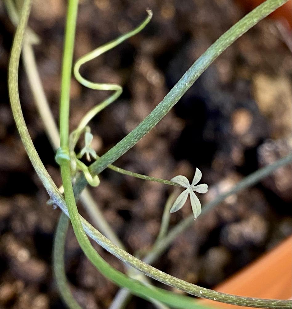 Photo of Bolivian Nasturtium (Tropaeolum tricolor) uploaded by Gerris2