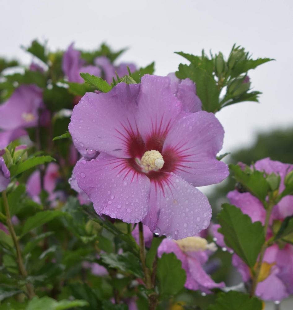 Photo of Rose Of Sharon (Hibiscus syriacus 'Minerva') uploaded by pixie62560