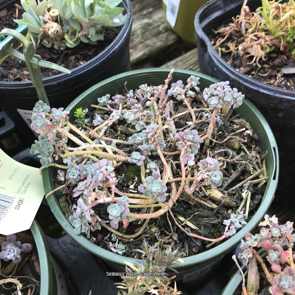 Photo of Stonecrop (Sedum spathulifolium subsp. pruinosum 'Cape Blanco') uploaded by sedumzz