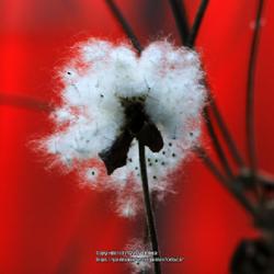 Location: Bochum, Germany
Date: 2022-03-06
Seeds of Whirlwind at the end of the winter season