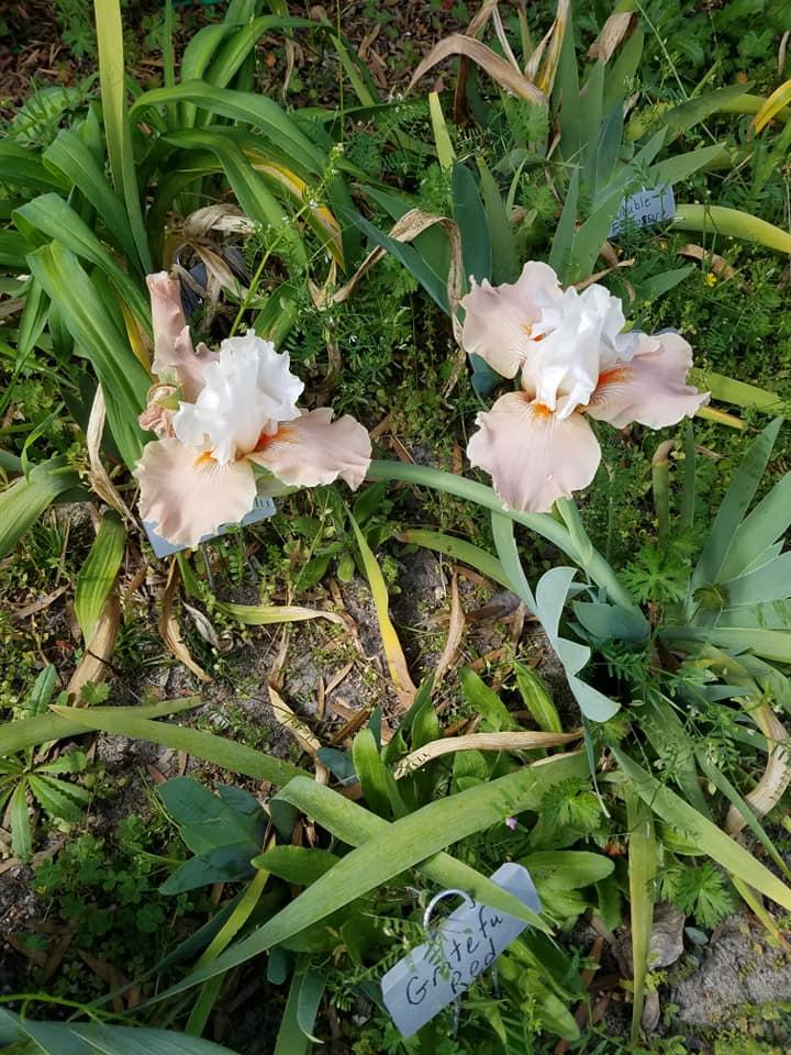 Photo of Tall Bearded Iris (Iris 'Struck Twice') uploaded by hol36