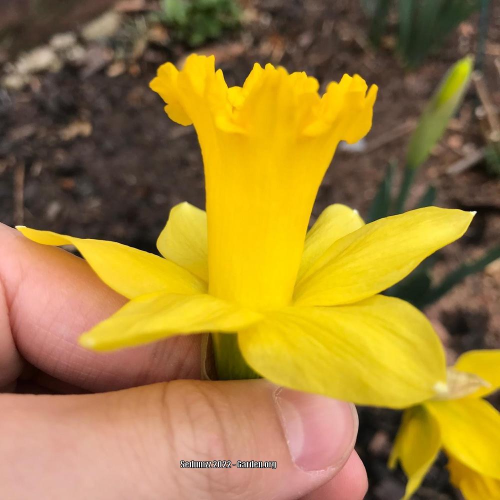 Photo of Trumpet Narcissus (Narcissus 'King Alfred') uploaded by sedumzz