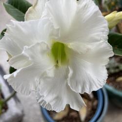 Location: Tampa, Florida
Date: 2022-03-07
My double white desert rose.