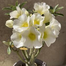 Location: Tampa, Florida
Date: 2022-03-07
A bouquet of blooms, white desert rose.