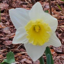 Location: my garden in Dawsonville, GA (zone 7b north Geogia mountains)
Date: 2022-03-07
large blooms open pale yellow, then change to white with age