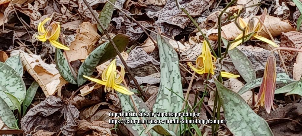 Photo of Trout Lily (Erythronium americanum) uploaded by SuperHappyCamper