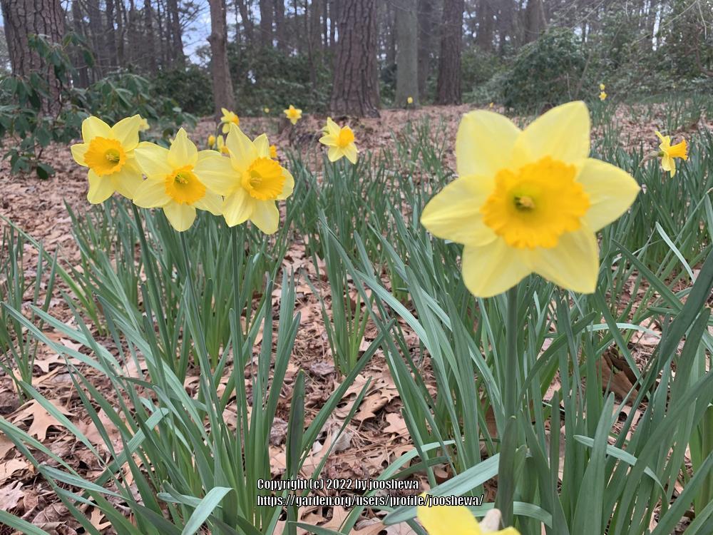 Photo of Daffodils (Narcissus) uploaded by jooshewa