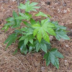 Location: my garden in Dawsonville, GA (zone 7b north Geogia mountains)
Date: 2022-03-08
newly planted 1-gallon shrub