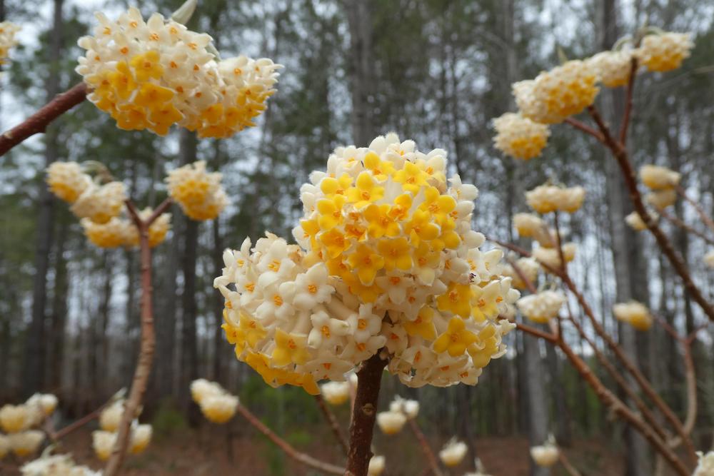 Photo of Oriental Paperbush (Edgeworthia chrysantha) uploaded by LoriMT
