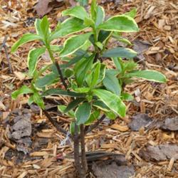 Location: my garden in Dawsonville, GA (zone 7b north Geogia mountains)
Date: 2022-03-08
newly planted 1-gallon shrub
