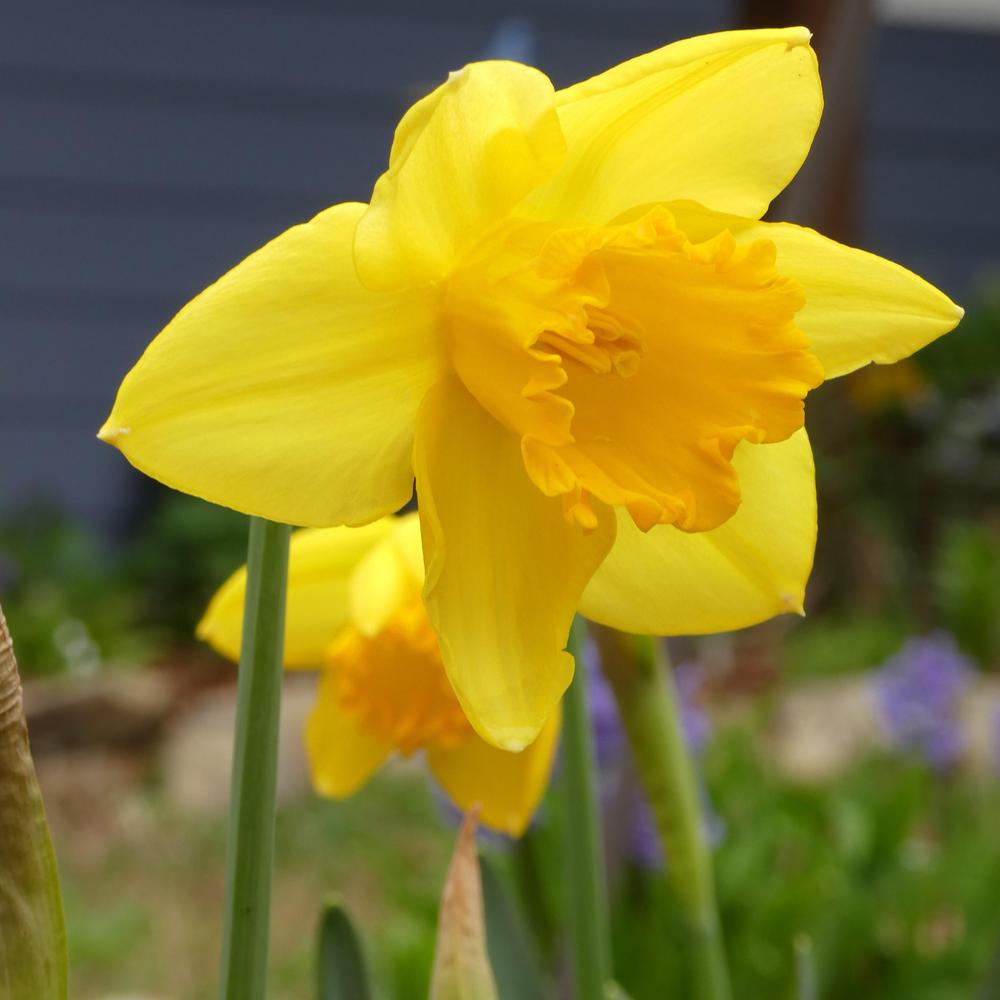 Photo of Large-cupped Daffodil (Narcissus 'Carlton') uploaded by LoriMT
