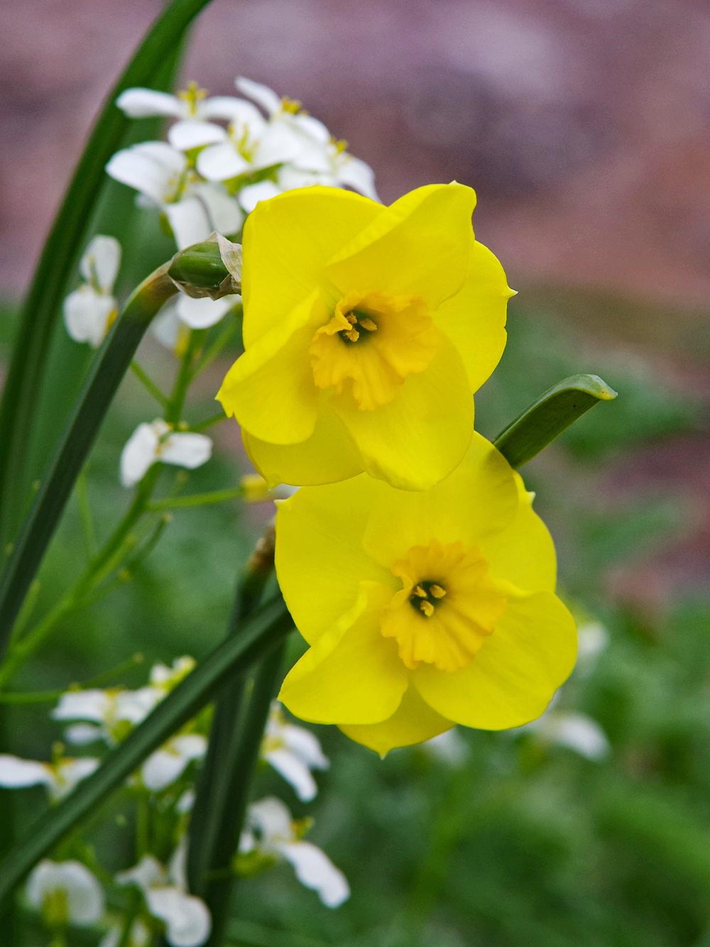 Photo of Jonquilla Daffodil (Narcissus 'Kokopelli') uploaded by dirtdorphins