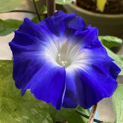 Location: Wilmington, Delaware USA
Date: 3/9/2022
Japanese morning glory with no cultivar name, grown indoors in wi