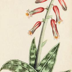 
Date: c. 1807
illustration [as Aloe variegata] from Moriarty's 'Fifty Plates of