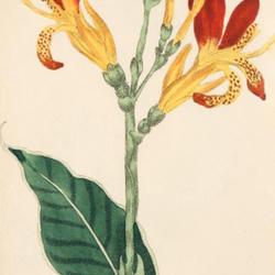 
Date: c. 1807
illustration from Moriarty's 'Fifty Plates of Greenhouse Plants',