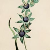 illustration [as Ixia maculata var. viridis] from Moriarty's 'Fif