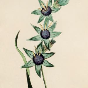 illustration [as Ixia maculata var. viridis] from Moriarty's 'Fif