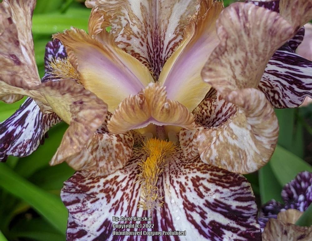 Photo of Tall Bearded Iris (Iris 'Gnus Flash') uploaded by Artsee1