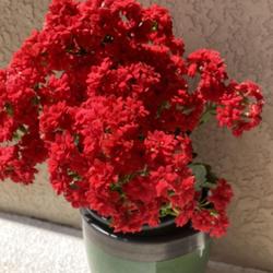 Location: Tampa, Florida
Date: 2022-03-09
My red clearance rescue kalanchoe has not stopped blooming.