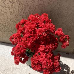Location: Tampa, Florida
Date: 2022-03-09
My clearance kalanchoe is blooming non-stop. Love it!