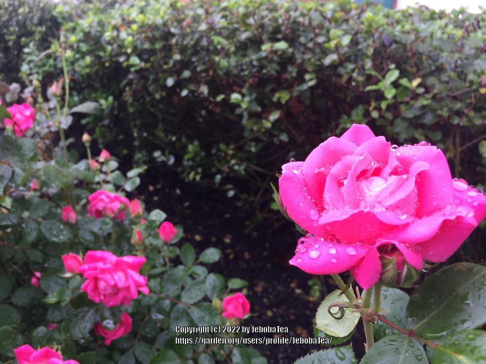 Photo of Rose (Rosa 'Pink Double Knock Out') uploaded by JebobaTea