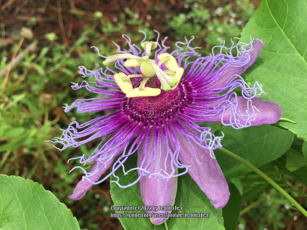 Photo of Maypop (Passiflora incarnata) uploaded by JebobaTea