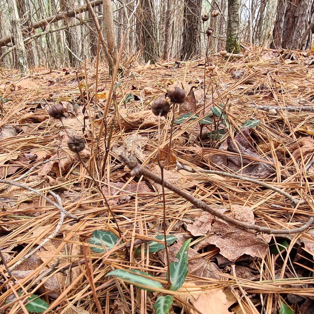 Photo of Spotted Wintergreen (Chimaphila maculata) uploaded by LoriMT