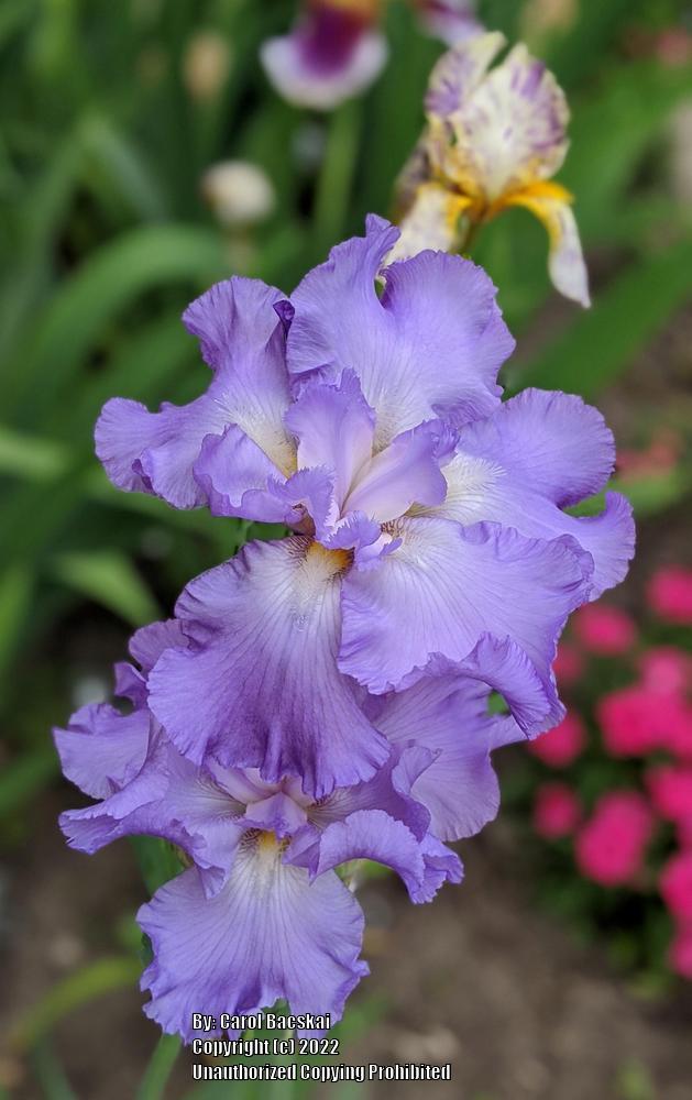 Photo of Tall Bearded Iris (Iris 'Six Pack') uploaded by Artsee1