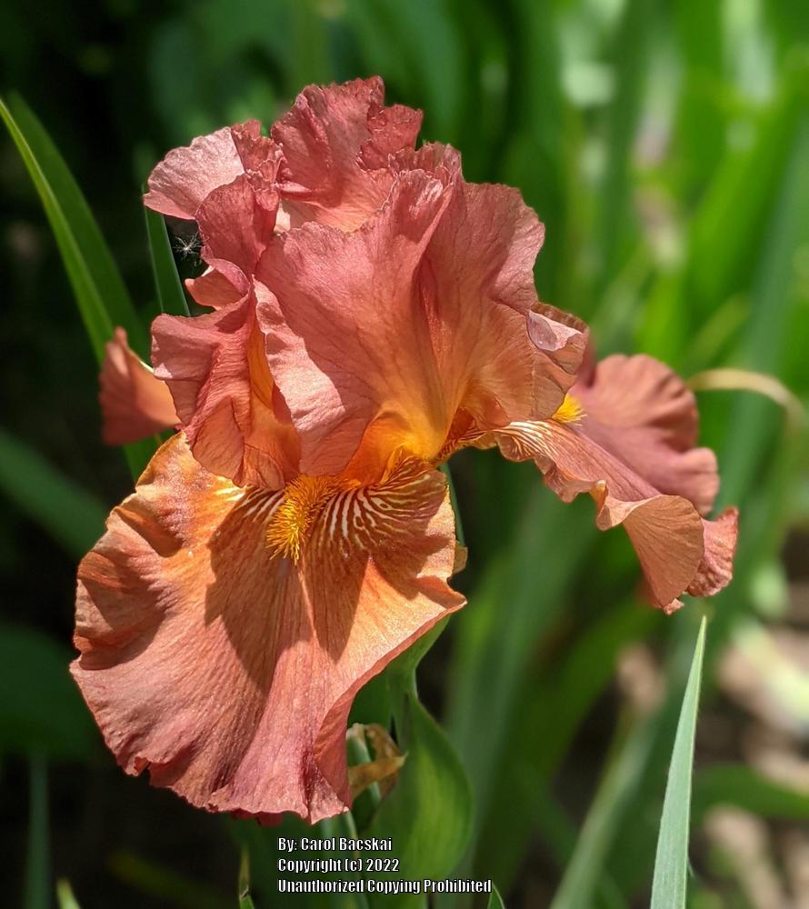 Photo of Tall Bearded Iris (Iris 'Copper Classic') uploaded by Artsee1
