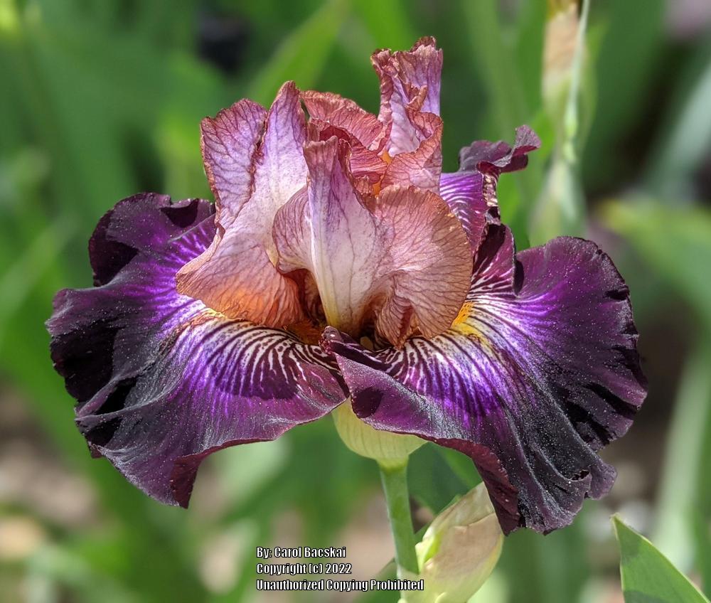 Photo of Tall Bearded Iris (Iris 'Mixed Signals') uploaded by Artsee1