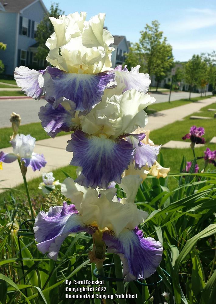 Photo of Tall Bearded Iris (Iris 'Seakist') uploaded by Artsee1