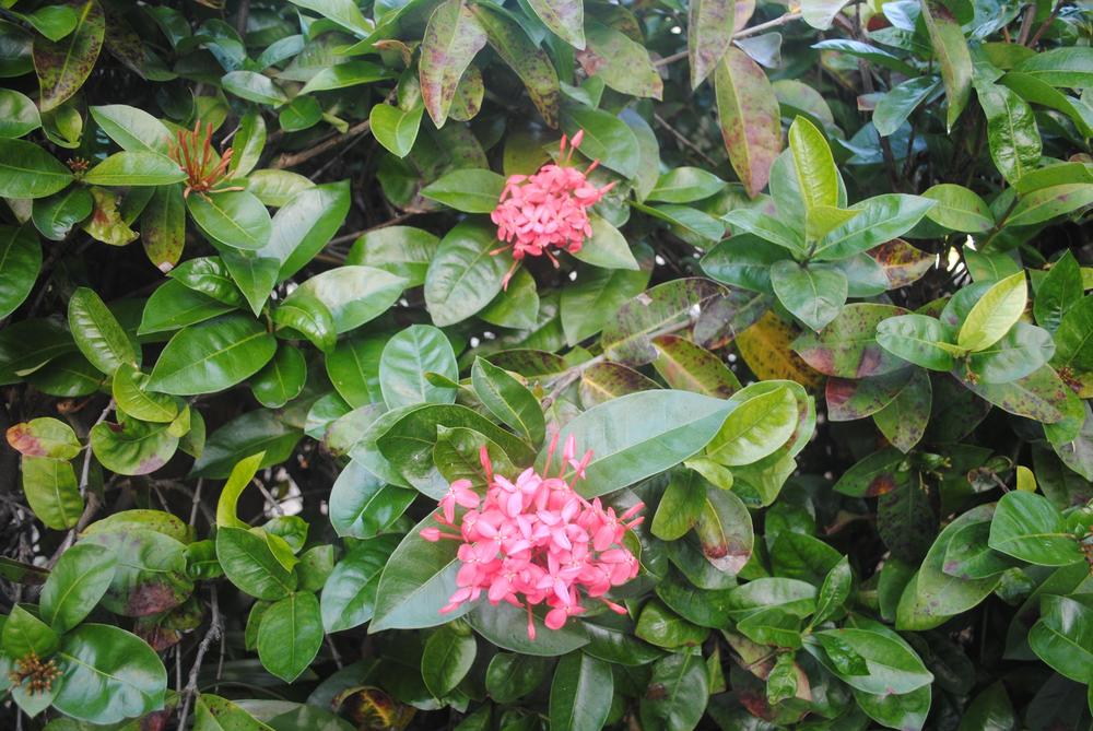 Photo of Jungle Geranium (Ixora coccinea) uploaded by ILPARW