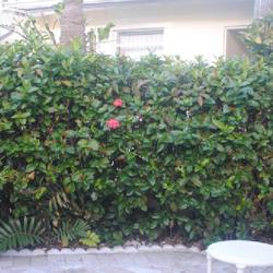 Location: Lauderdale-by-the-Sea, Florida
Date: 2022-02-23
kept as a clipped hedge